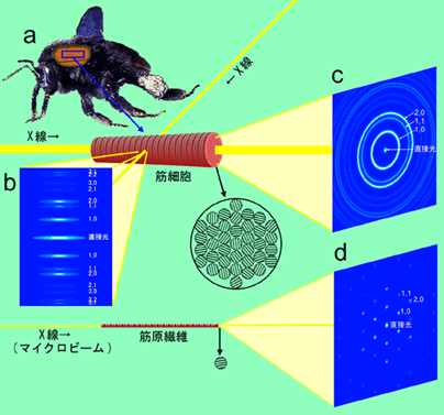 図2　マルハナバチ飛翔筋(横紋筋)筋細胞からのX線回折像記録の原理を示す模式図