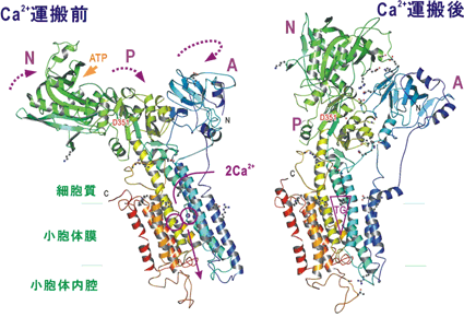 fig2.gif