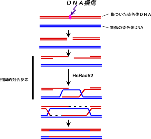 図1　相同DNA組み換え