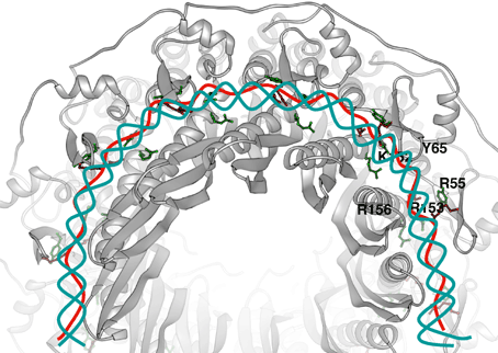 およびDNA結合に関係するアミノ酸をリング上に表示（下）