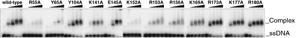 図5　Rad521-212の結晶構造から予測されたDNA結合領域のアミノ酸の変異体解析（上