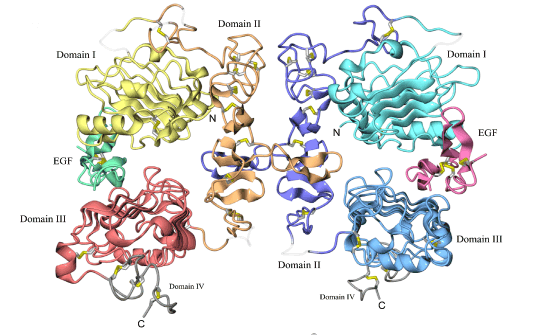 図2　EGF-EGFレセプター複合体の結晶構造