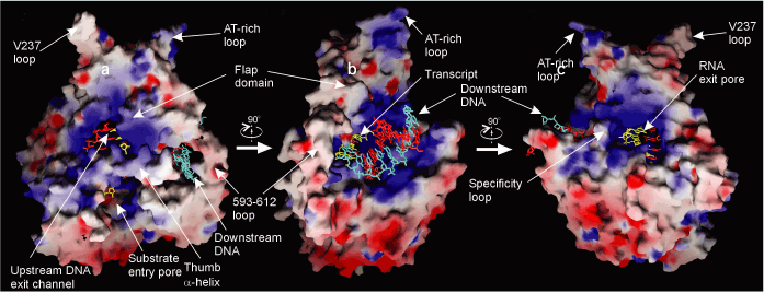 図1　T7 RNAポリメラーゼ-DNA:RNAハイブリット分子複合体の結晶構造