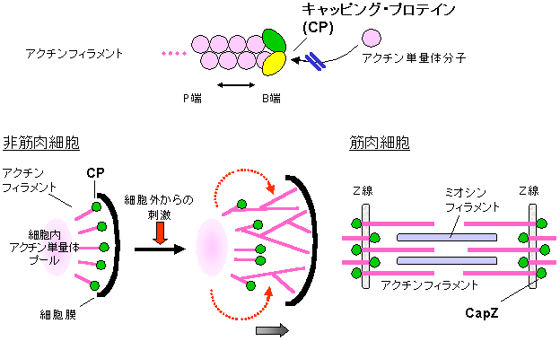 図1　キャッピング・プロテイン(CP)の作用機構