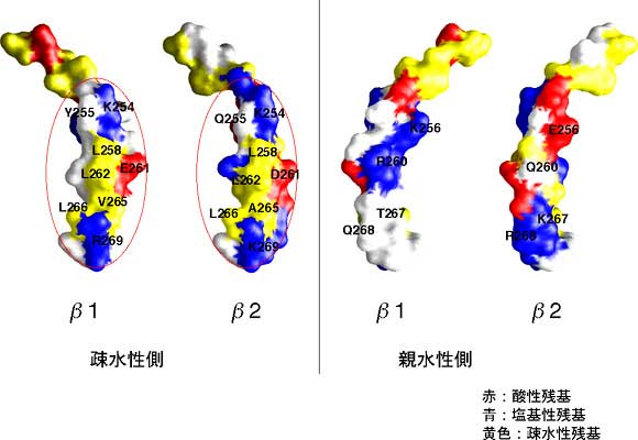 図3　アクチン結合部位である「腕」の分子表面