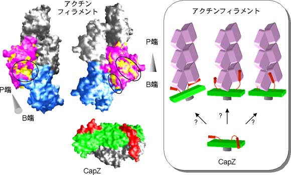 図4　CapZとアクチンフィラメントの結合モデル図