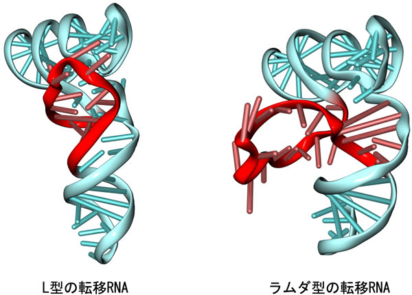 図1　L型の転移RNAとラムダ型の転移RNA