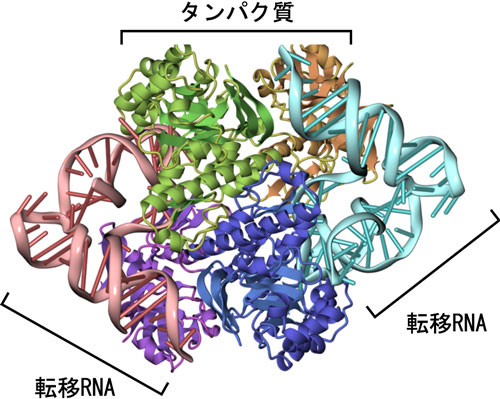 図2　タンパク質に結合したラムダ型転移RNAの全体図