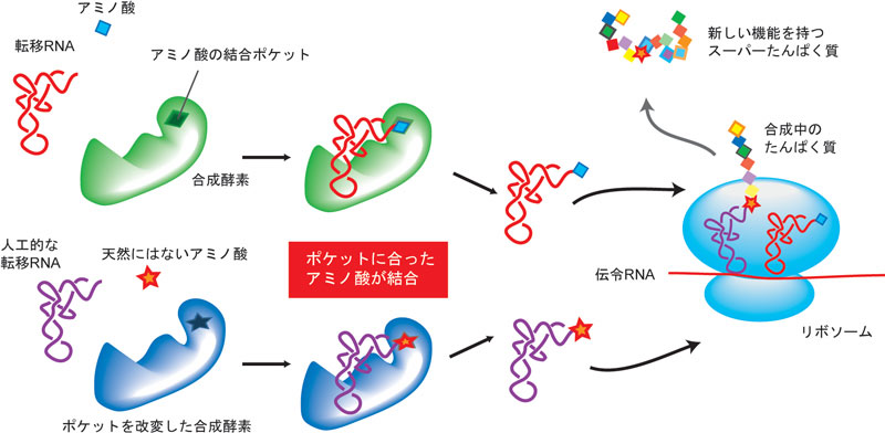 図1　新しいアミノ酸を生体内で取り入れる様子の模式図