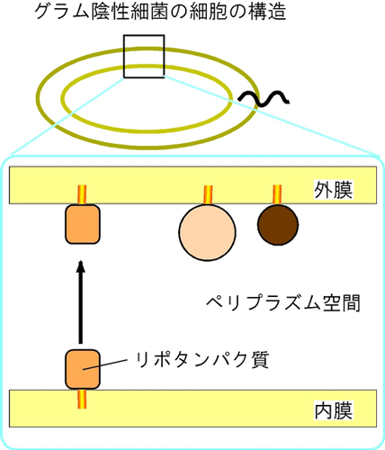 図1　グラム陰性細菌の細胞の構造