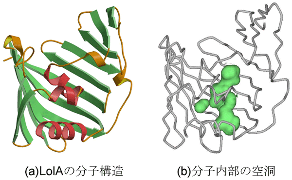 図2　LolAの分子構造と分子内部の空洞