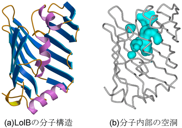 図3　LolBの分子構造と分子内部の空洞