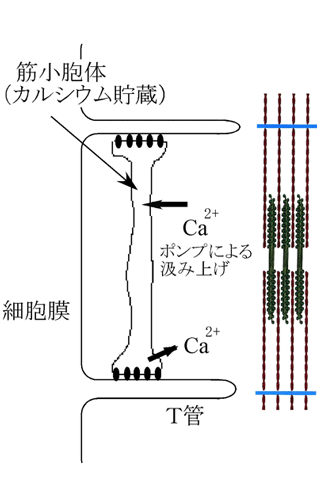 図1　筋細胞内部のカルシウムイオンの動き