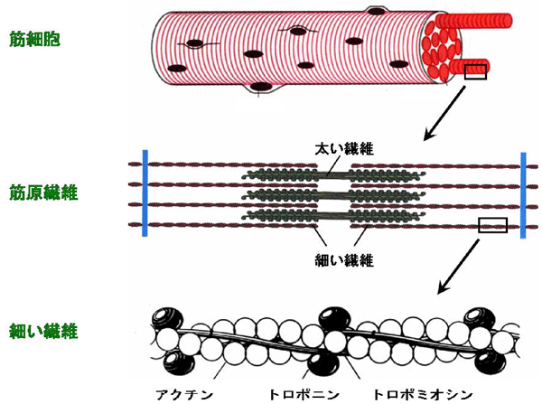 図2　筋肉の模式図