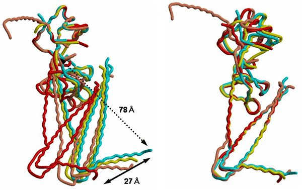 図4　4つのトロポニン分子の構造の重ね合わせ