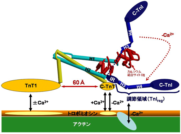 図6　カルシウムイオンの結合・解離に伴うトロポニンの構造変化と他の筋タンパク質との相互作用の推測図