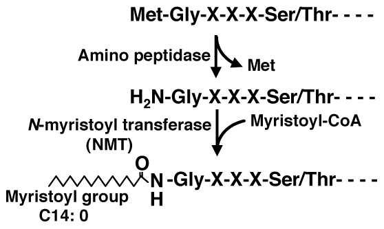図1　タンパク質のミリスチル化