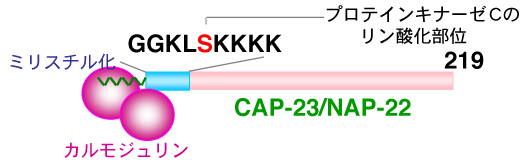 図2　CAP-23/NAP-22の構造