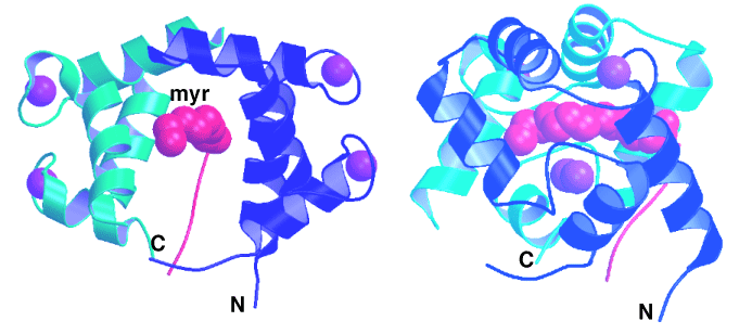 図3　CAP-23/NAP-22のミリスチル化ドメインとカルモジュリンとの複合体のX線結晶構造