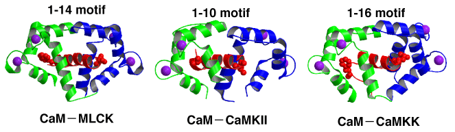 図6  カルモジュリンが標的ペプチドを認識するときの典型的な複合体構造
