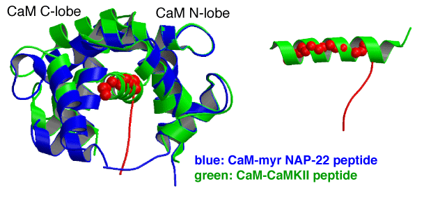 図7  カルモジュリン-CAP-23/NAP-22ペプチドとカルモジュリン-CaMKIIペプチド複合体の比較