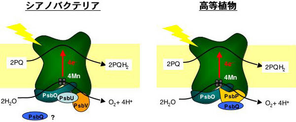 図1　シアノバクテリアと高等植物の光化学系II複合体の簡単な模式図による比較