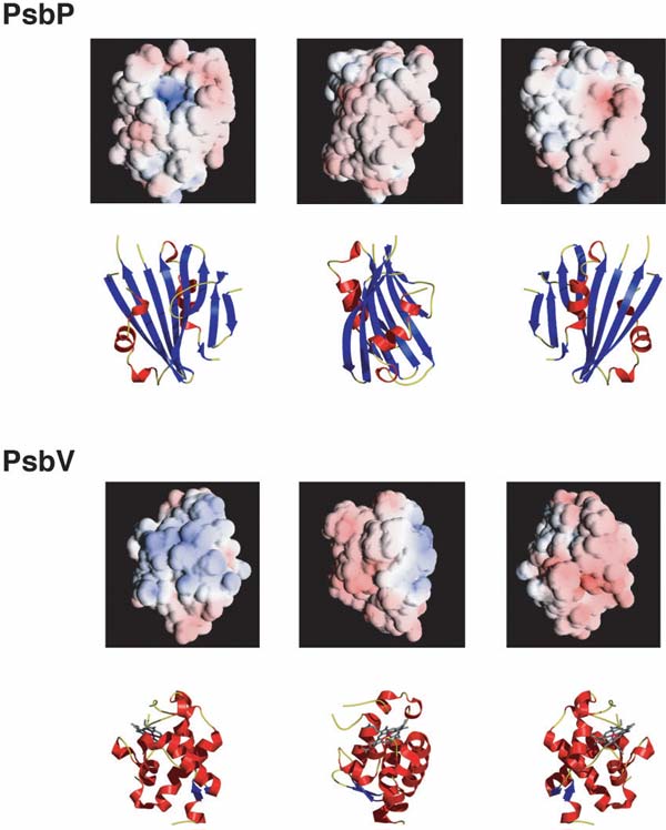 図2　PsbPとPsbVタンパク質の表面電荷と立体構造の比較