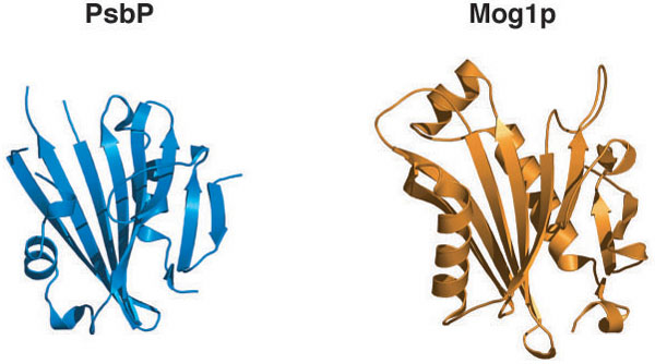 図3　PsbPとMog1pの立体構造上の類似性