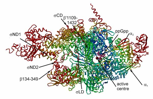 図1　ppGppを結合したRNAポリメラーゼの立体構造