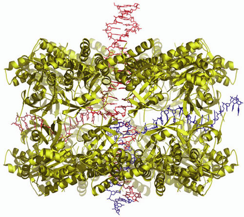 図1　単鎖DNA-二重鎖DNA-Ｄmc1からなる三者複合体モデル