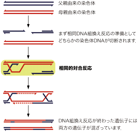 図2　相同DNA組換え反応