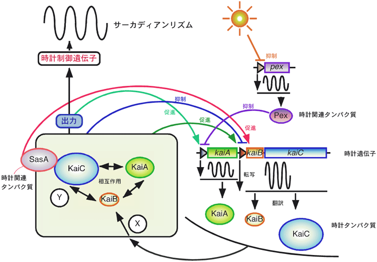 図1　藍色細菌の生物時計の概念図