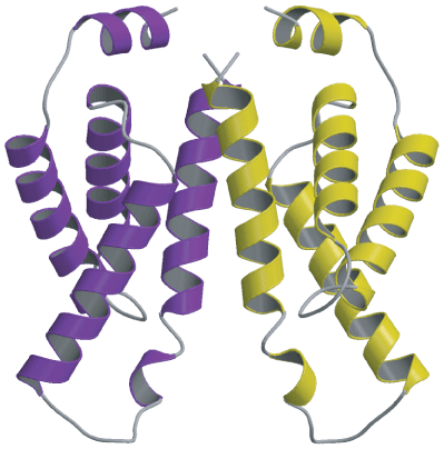 図2　KaiA C 末端時計発振ドメインの2 量体構造