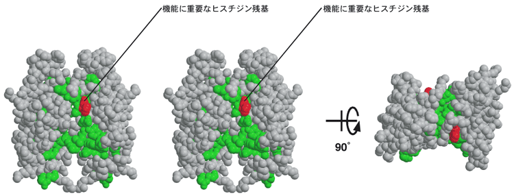 図3　KaiA時計発振ドメインの立体構造