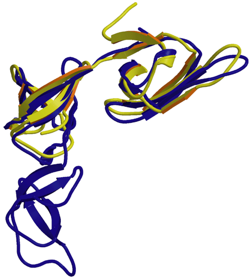 図2　EF-P とeIF-5A の構造比較