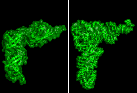 図3　EF-P とtRNA の構造比較： “tRNA 擬態”