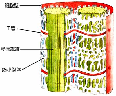 図1　筋収縮はカルシウムによって制御されている。カルシウムは筋小胞体に貯蔵されている