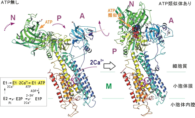 図2　X線結晶解析によって得られた筋小胞体カルシウムポンプの立体構造