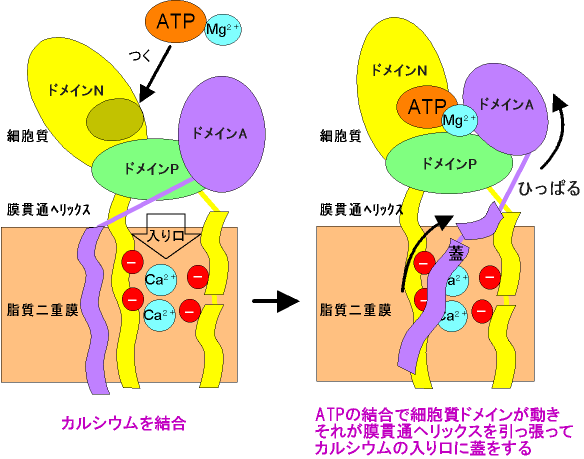 図3　ATPの結合による、イオンの閉じ込めのメカニズム