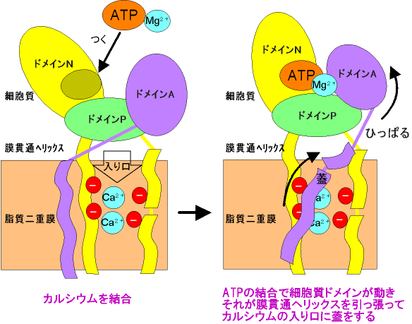 図3 ATPの結合による、イオンの閉じ込めのメカニズム