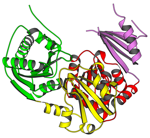 図1　リン酸マンノース転移酵素の立体構造