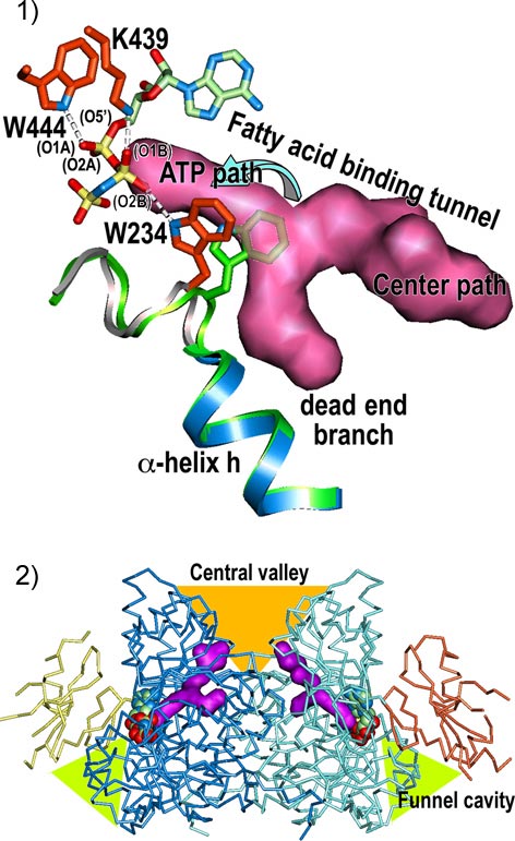 図3　大きなドメインを貫通する脂肪酸結合トンネルのATP依存的開閉