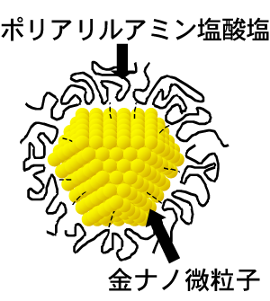 図1　高分子（ポリアリルアミン塩酸塩）被覆金ナノ微粒子の模式図