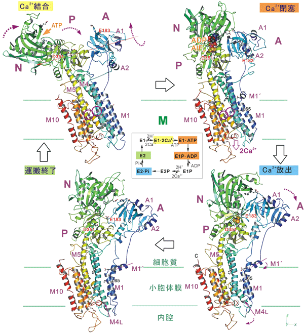 図1　カルシウムポンプの4つの基本状態の構造