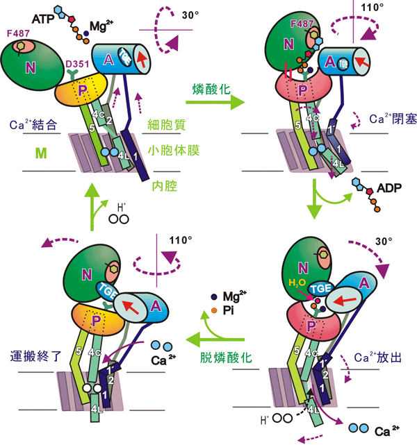 図2　カルシウムのポンプ機構の模式図