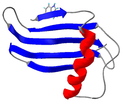 図2　一本鎖モネリン（SMN）の構造