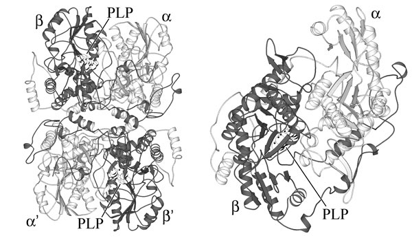 図1　Pタンパク質の立体構造