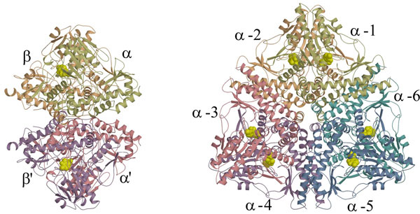 図2　Pタンパク質とグルタミン酸脱炭酸酵素のサブユニット構成の比較