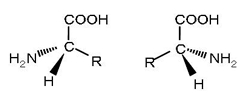 amino_acid.gif
