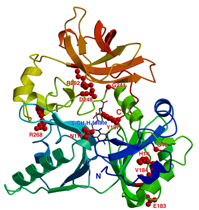 図1　(A) 葉酸補酵素結合型ヒトTタンパク質の立体構造と高グリシン血症で同定された変異部位